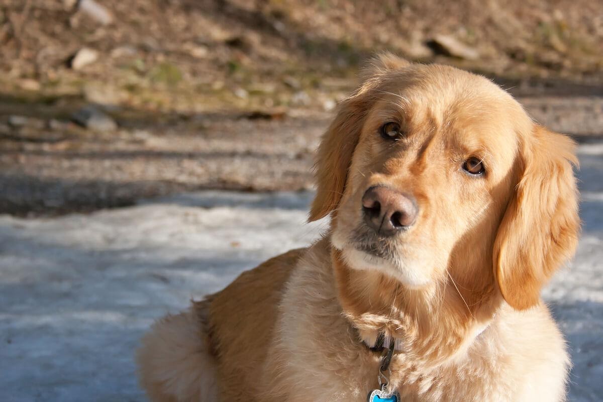 Cane Piega La Testa Da Un Lato